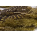Guinea fowl feathers Olive