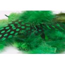 Guinea fowl feathers Green